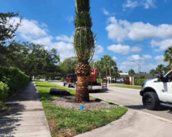 Palm Trees - Vision Landscaping & Tree Services