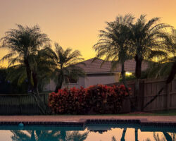 Palm Trees - Vision Landscaping & Tree Services